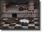 temple des rats 3 * 2048 x 1536 * (1.82MB)
